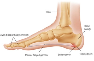 Topuk Kemiği Özellikleri ve Faydaları Nelerdir?